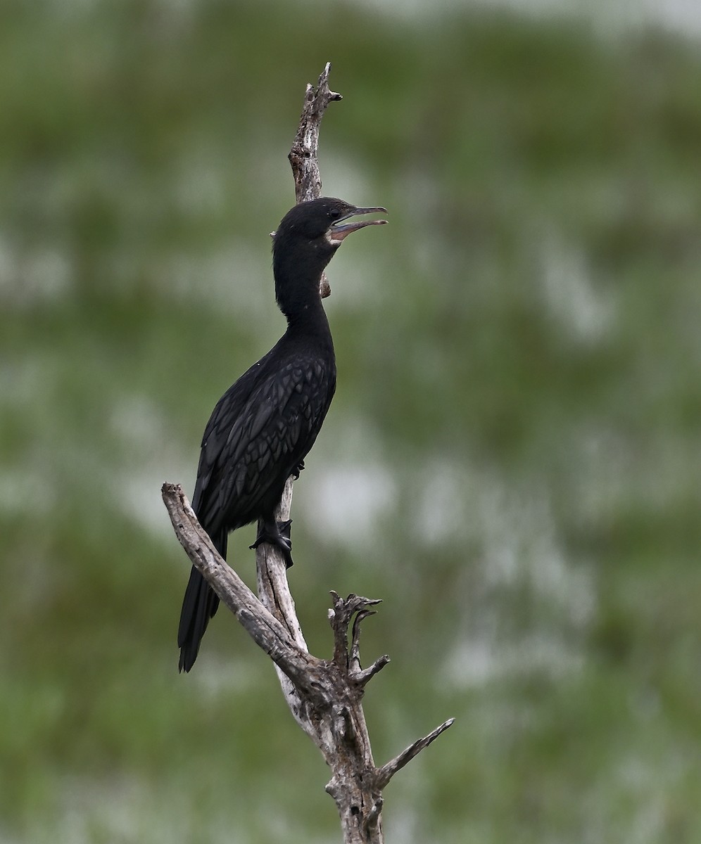 インドヒメウ - ML646582172