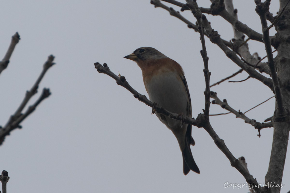 Вьюрок - ML646582175