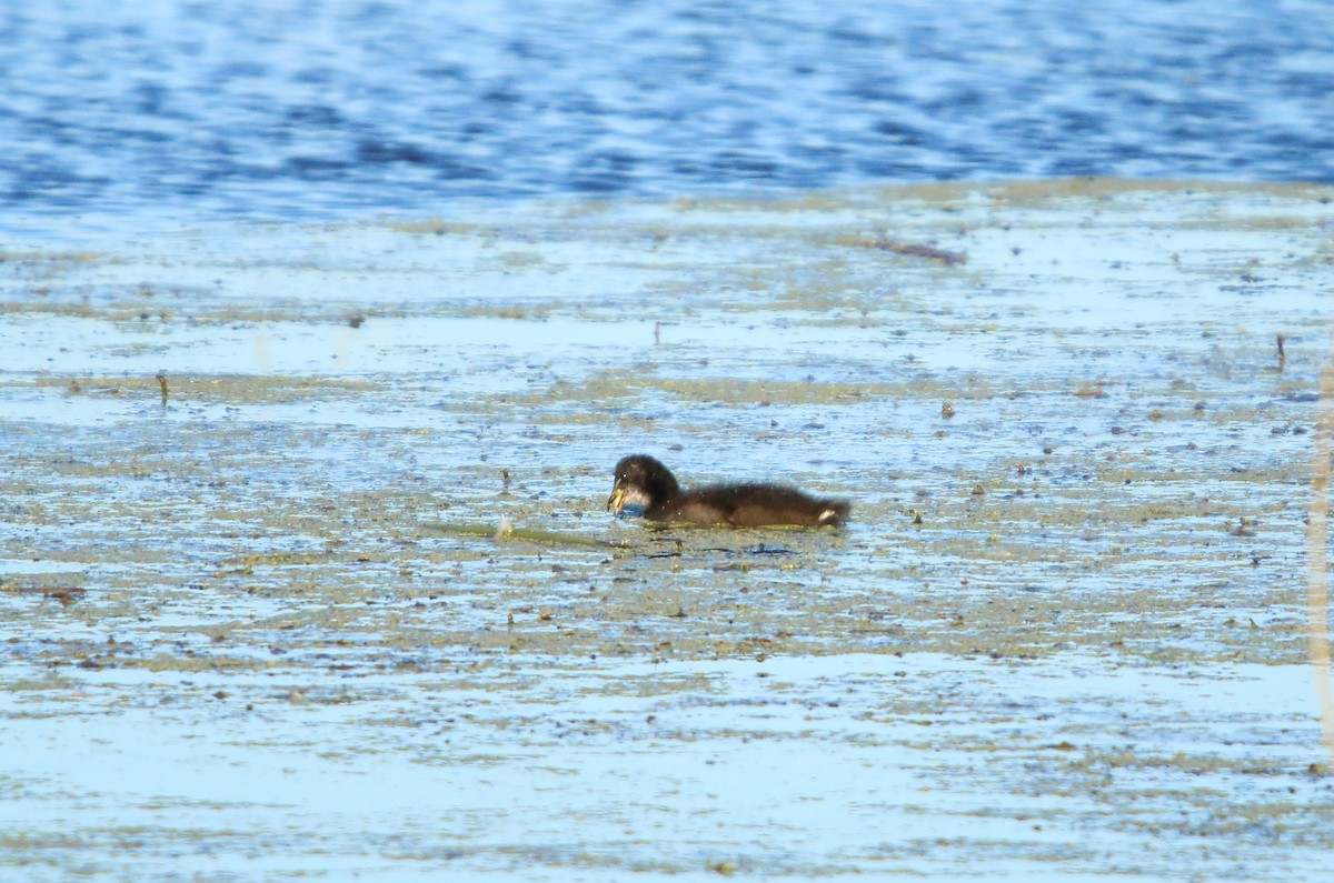 Red-fronted Coot - ML646582178