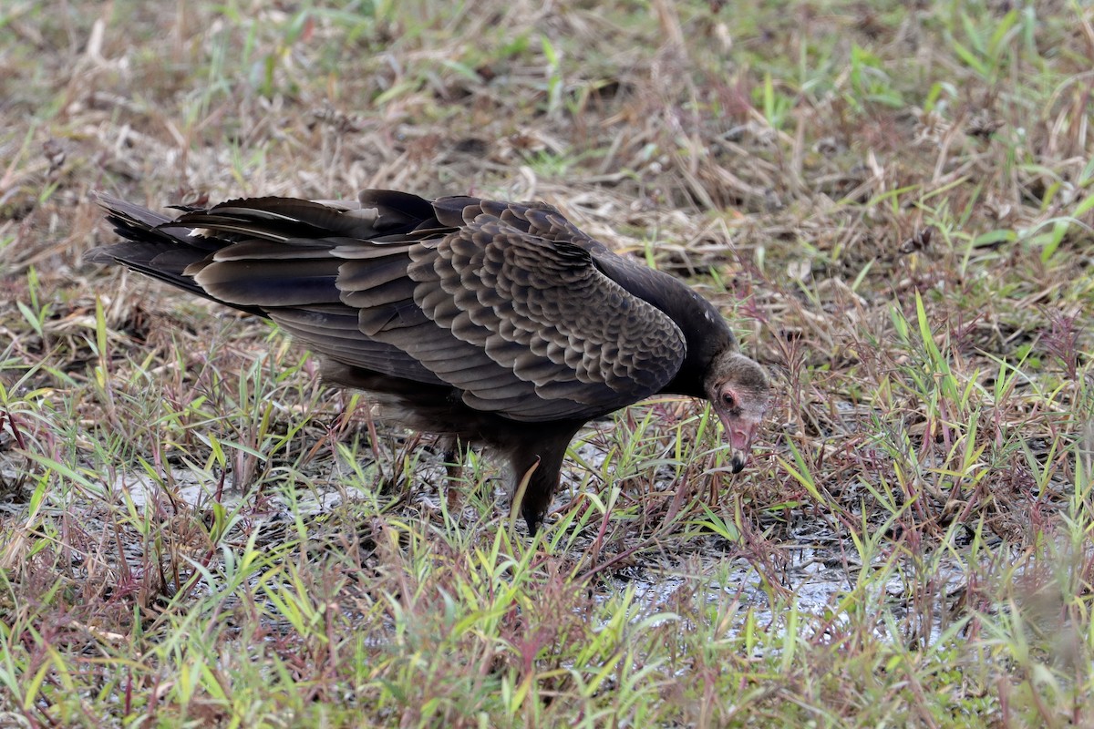 Turkey Vulture - ML646582182
