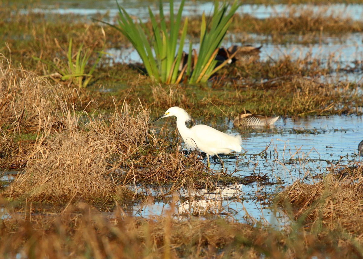 Snowy Egret - ML646582183