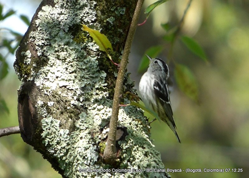 lesňáček černobílý - ML646582185