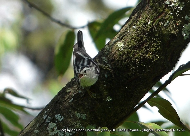 lesňáček černobílý - ML646582187