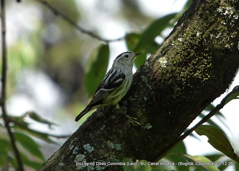 lesňáček černobílý - ML646582188