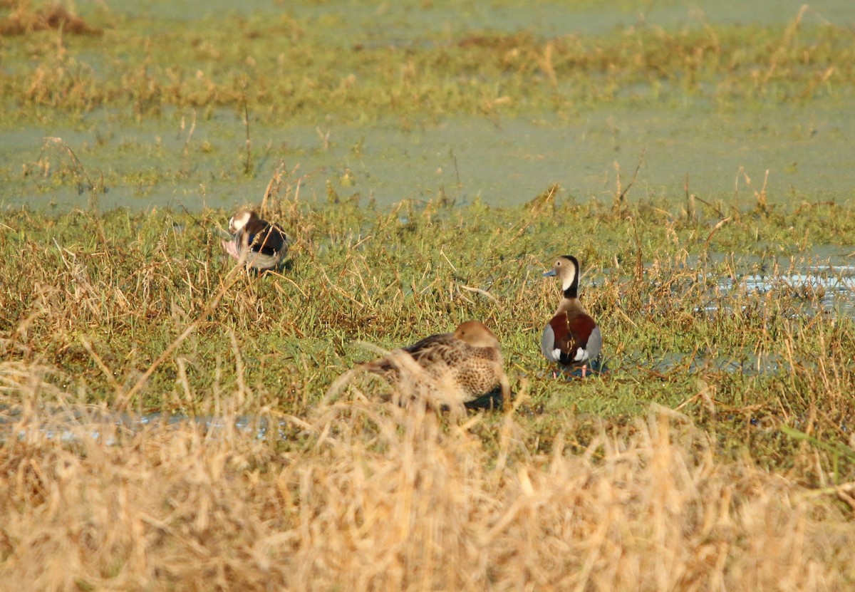 Ringed Teal - ML646582189
