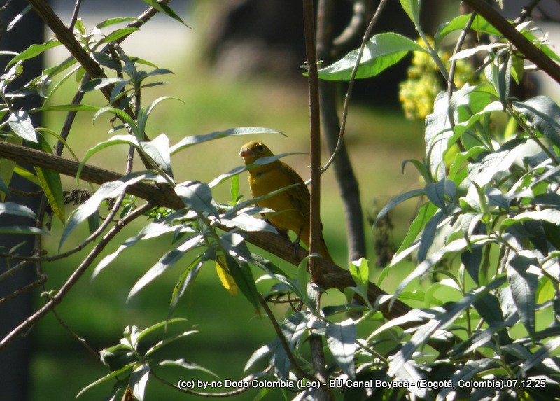 piranga ohnivá - ML646582199