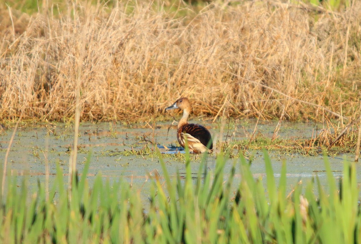 Fulvous Whistling-Duck - ML646582201