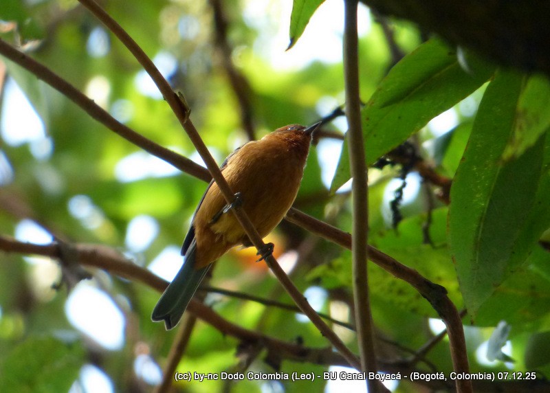 Rufous-browed Conebill - ML646582202