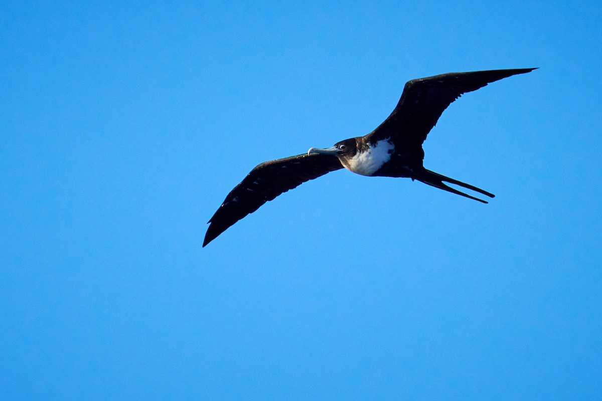 Great Frigatebird - ML646582204