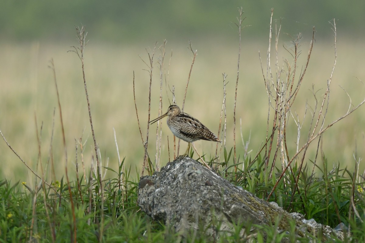 Latham's Snipe - ML646582205