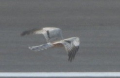 Montagu's Harrier - ML646582206