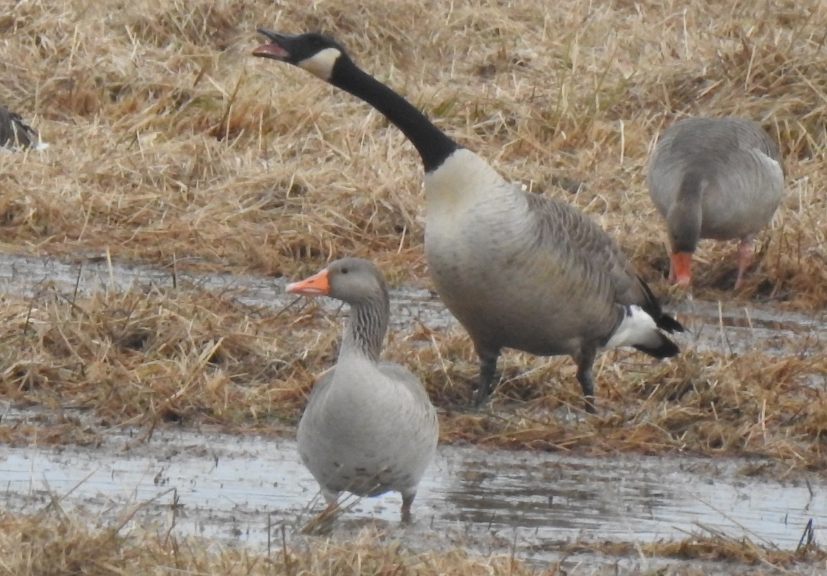 Kanadagans - ML646582208