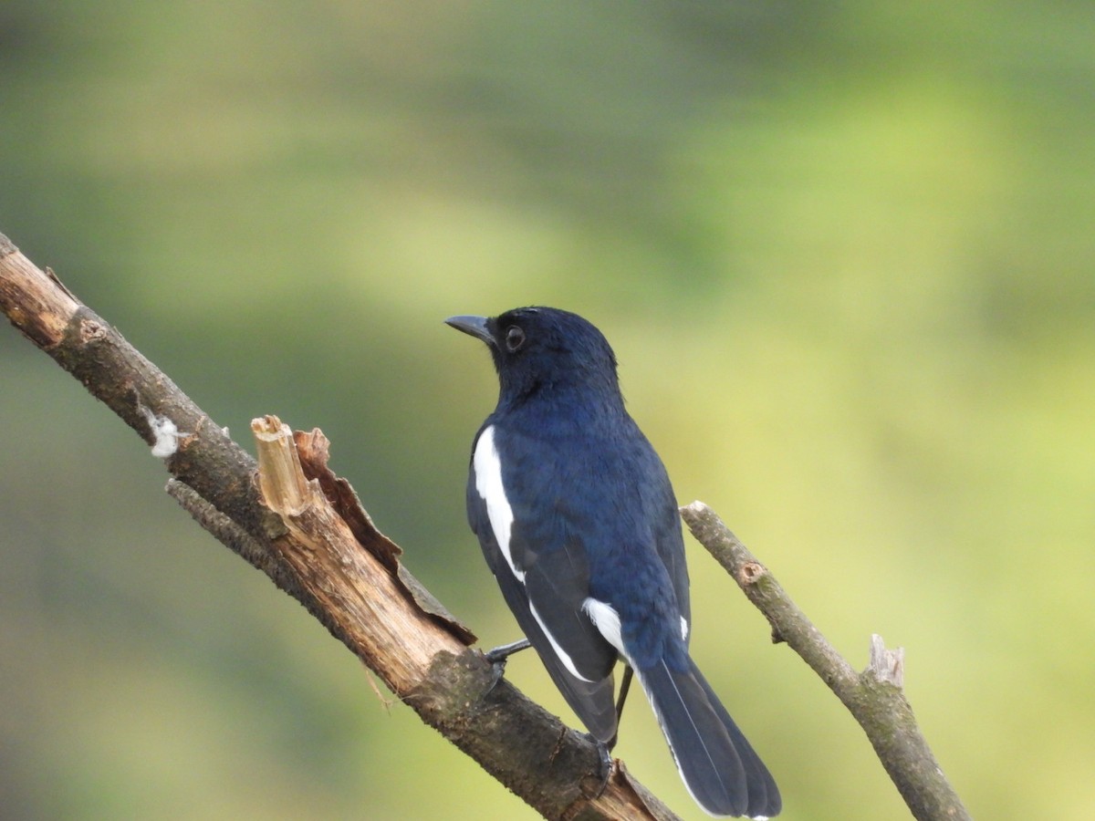 Shama Oriental - ML646582209