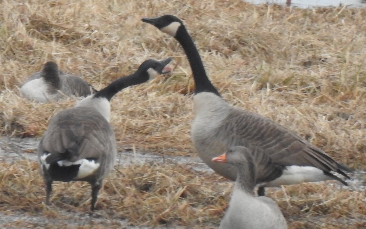 Kanadagans - ML646582210