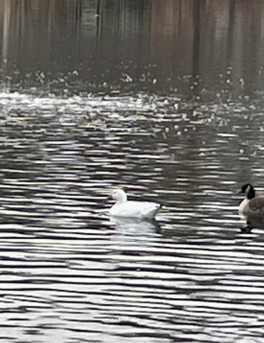 husa sněžní - ML646582211