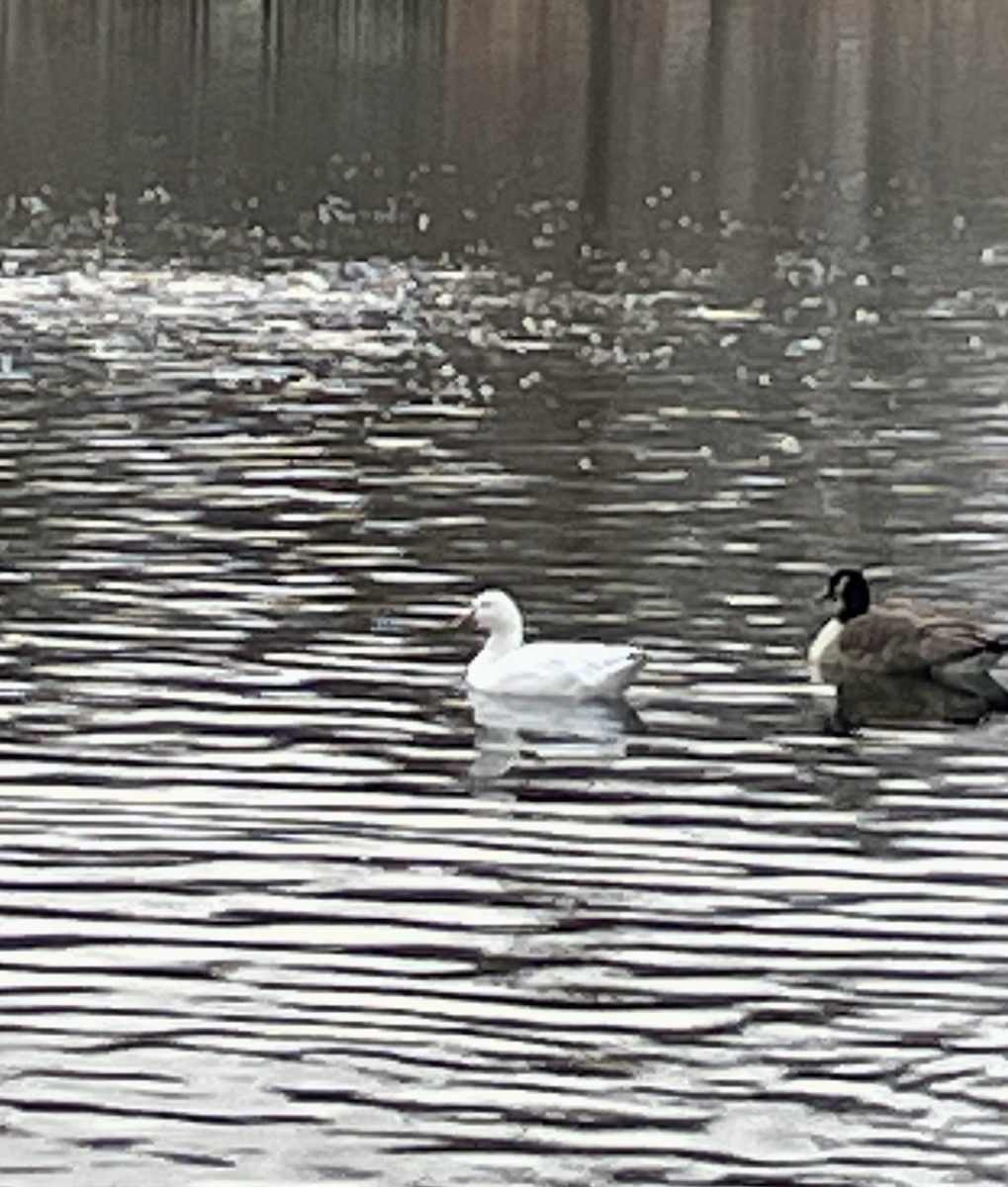 husa sněžní - ML646582212