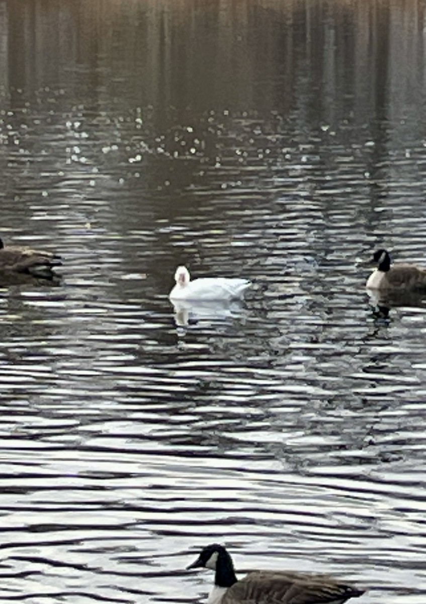 husa sněžní - ML646582213