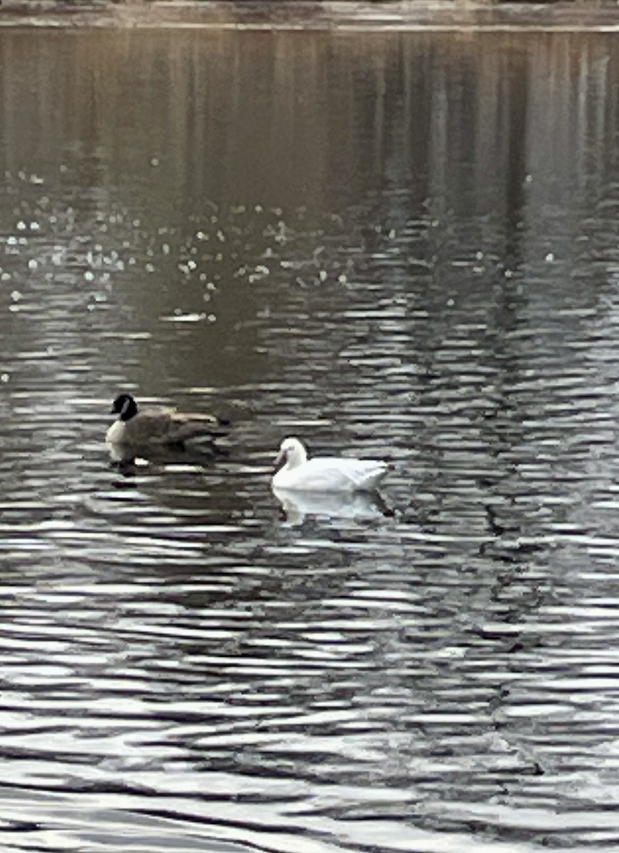 husa sněžní - ML646582214