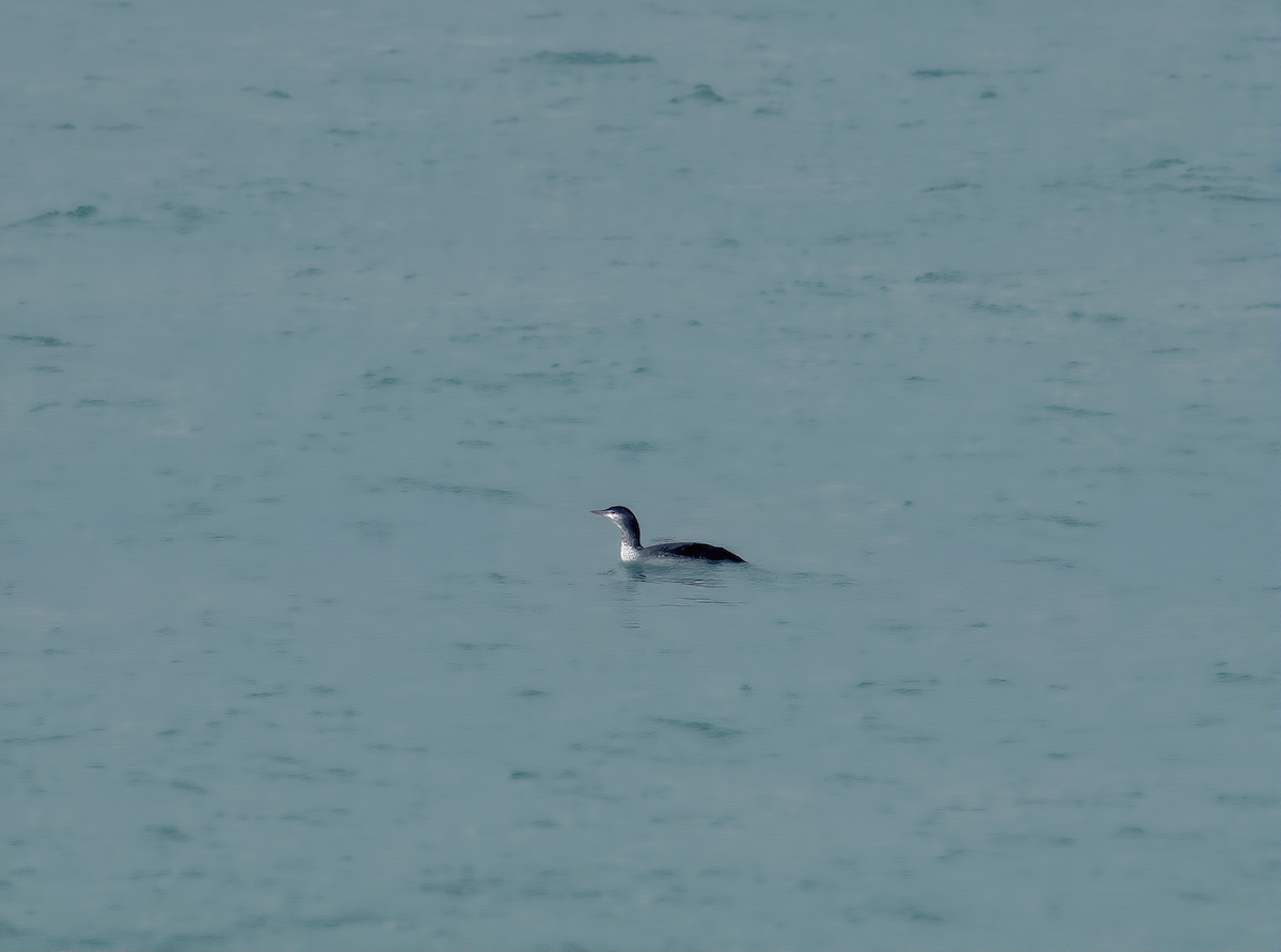 smålom - ML646582215