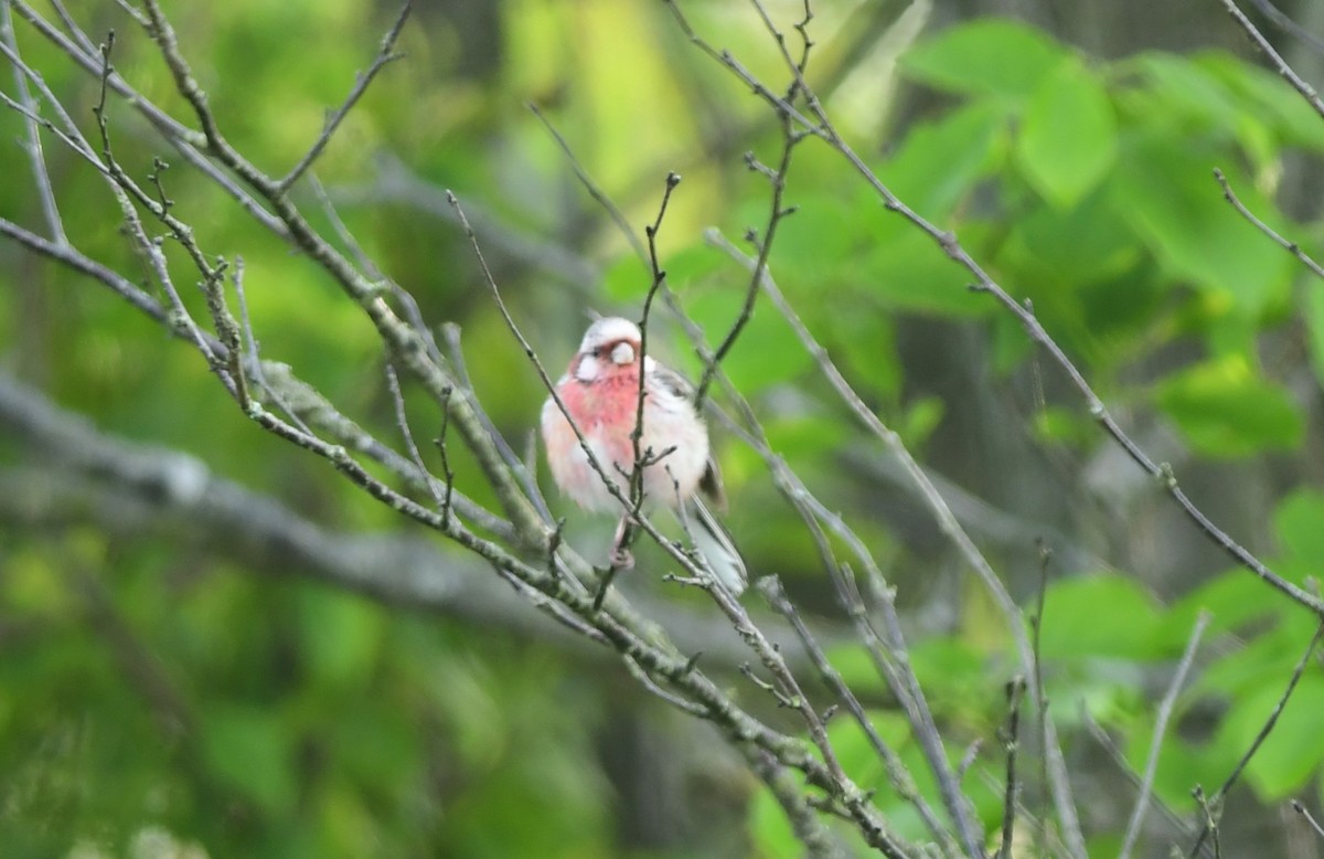 Long-tailed Rosefinch - ML646582216