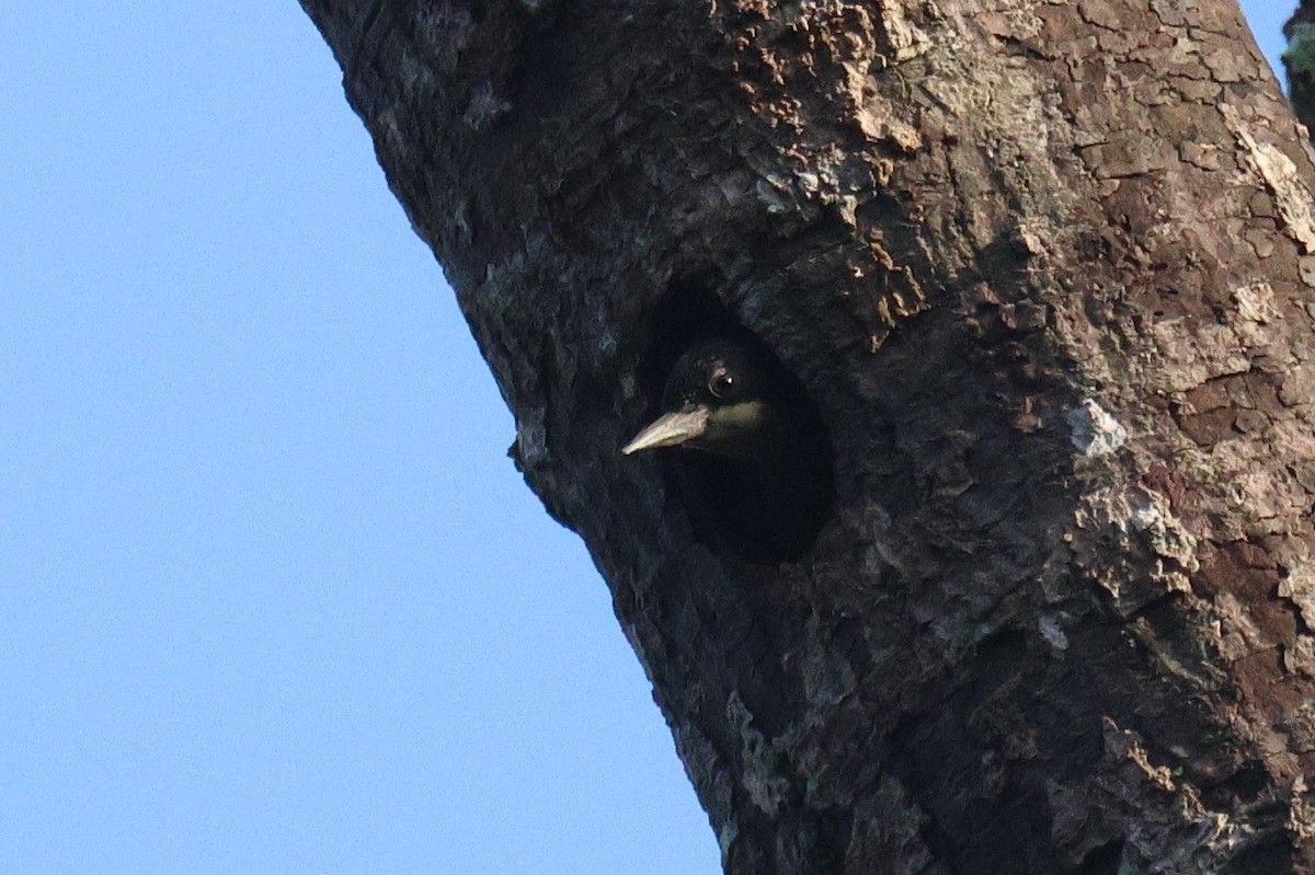 datlovec srdíčkový - ML646582221