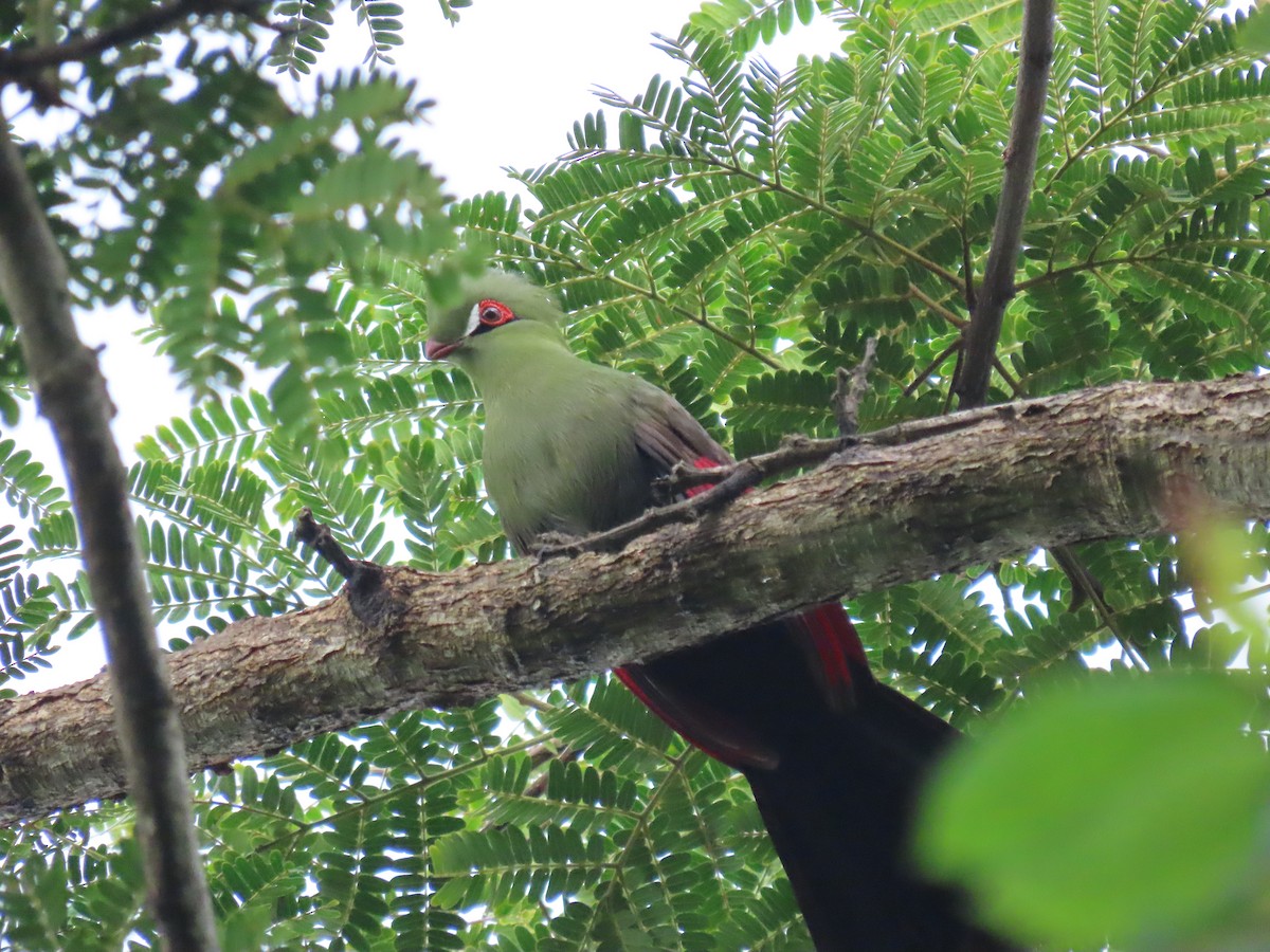 Турако зеленочубий - ML646582222