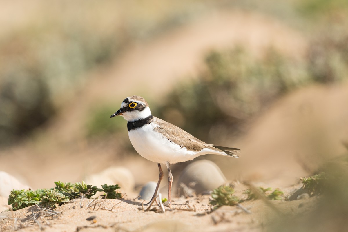 dverglo (curonicus) - ML646582223