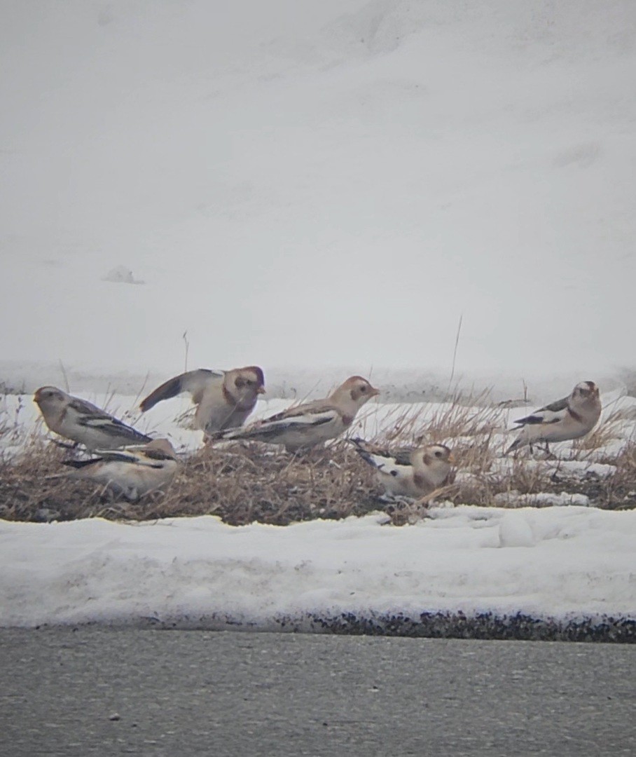 Zigolo delle nevi - ML646582224