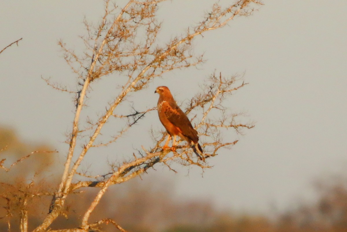 Savanna Hawk - ML646582228