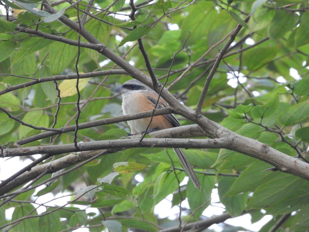 Alcaudón Schach - ML646582230