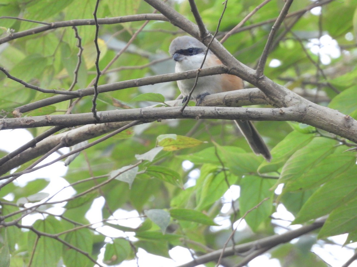 Alcaudón Schach - ML646582231