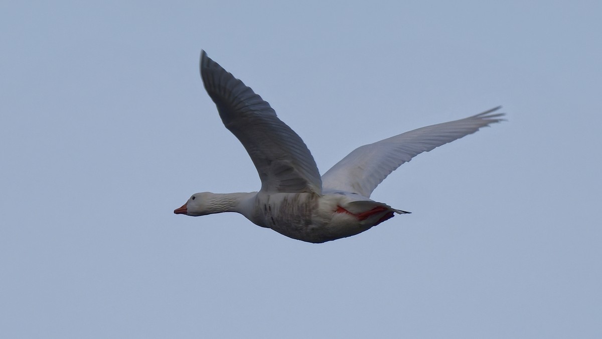 domácí husa sp. - ML646582232