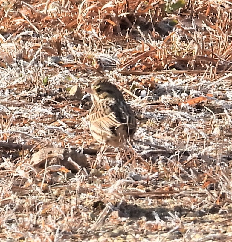 Song Sparrow - ML646582236