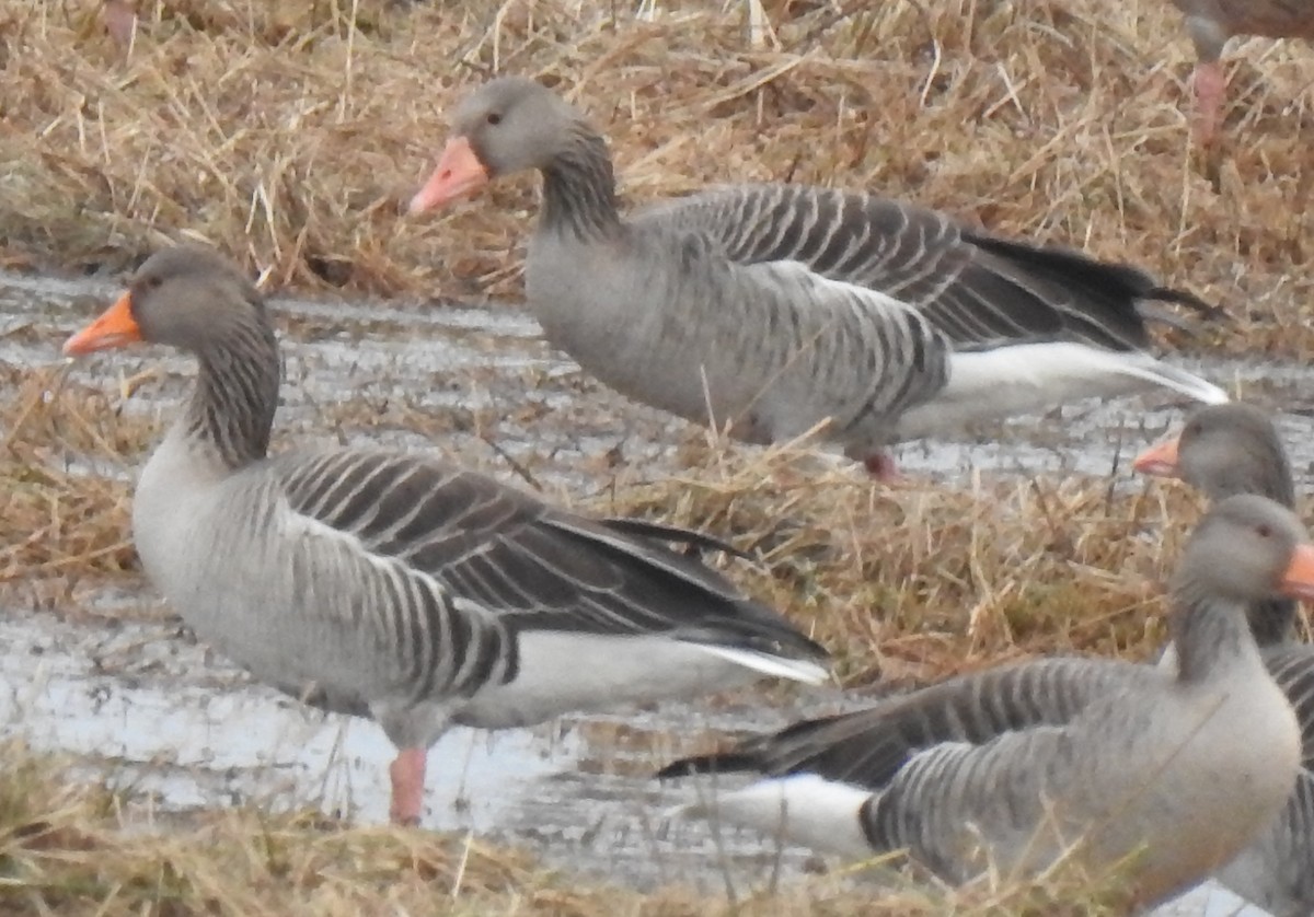 Graugans - ML646582239