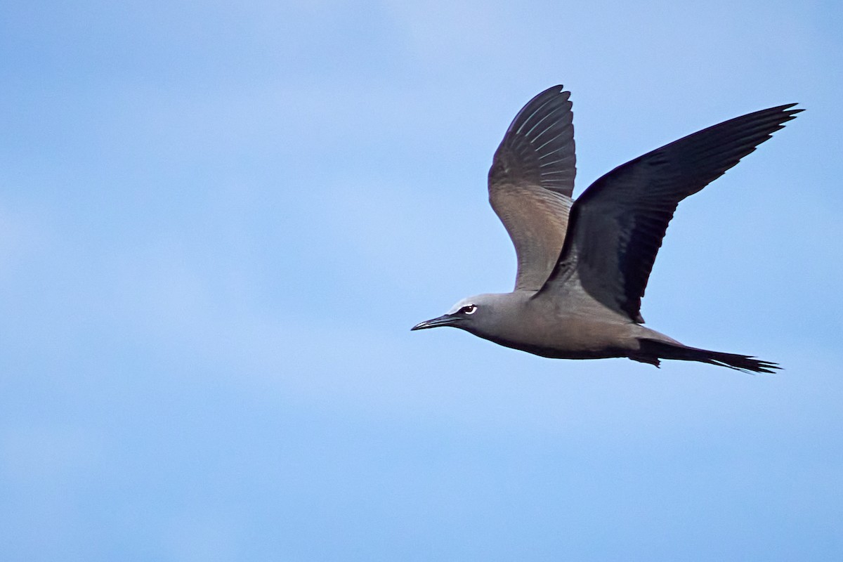 Brown Noddy - ML646582241