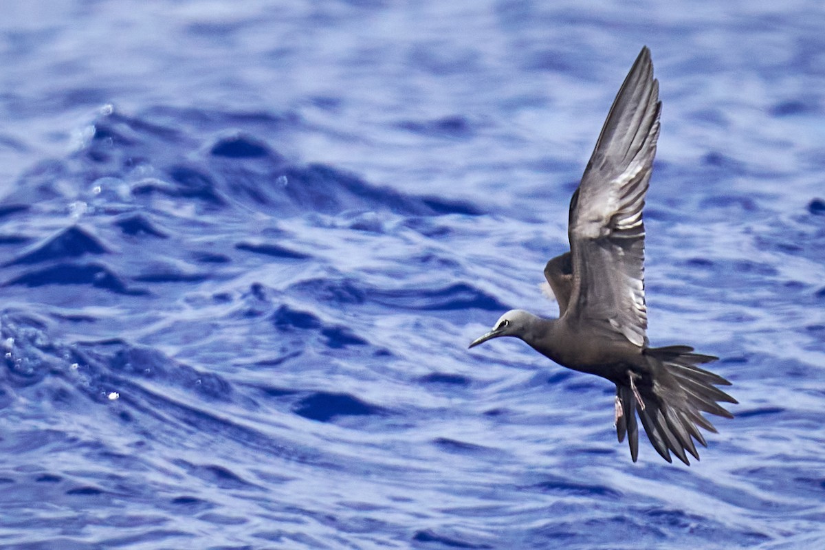 Brown Noddy - ML646582243