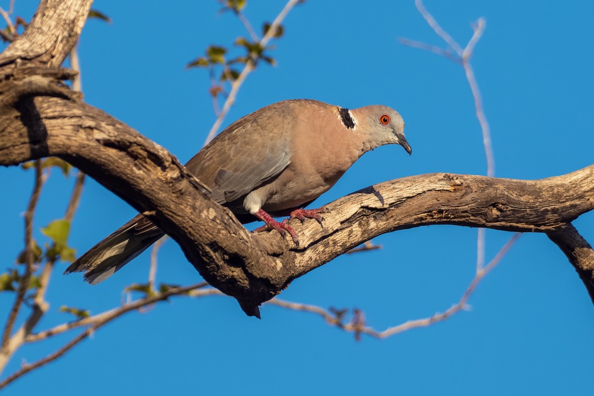 Tórtola Engañosa - ML646582244