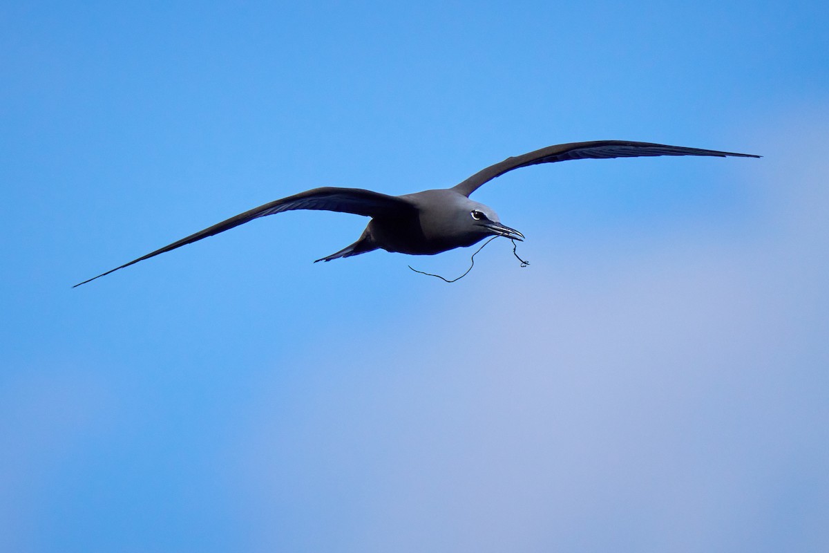 Brown Noddy - ML646582245