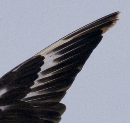 Great Skua - Sebastian Jones