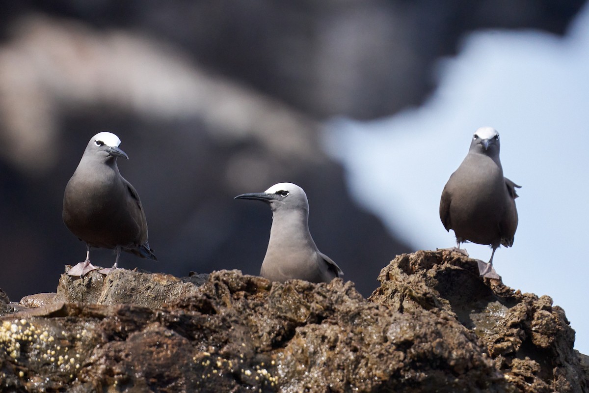 Brown Noddy - ML646582248