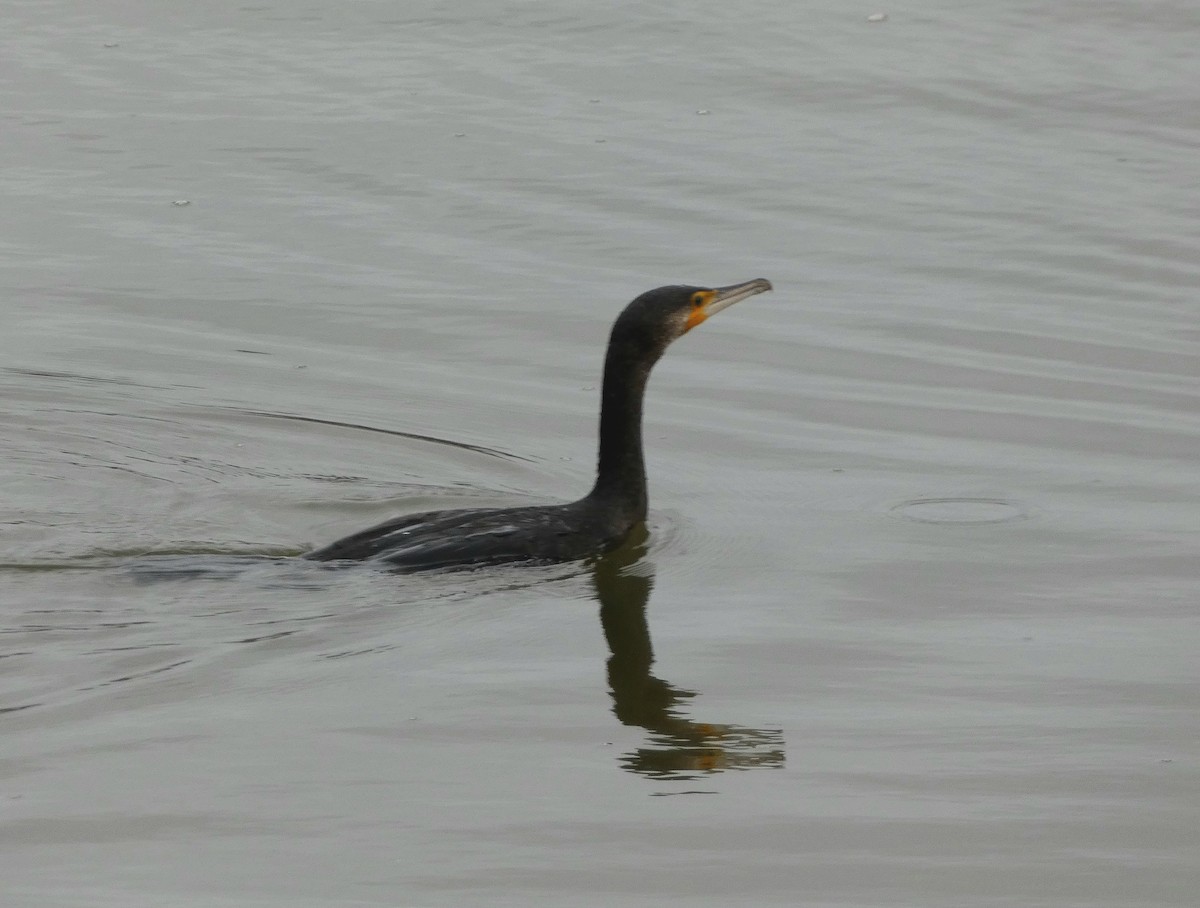 Cormorano - ML646582249