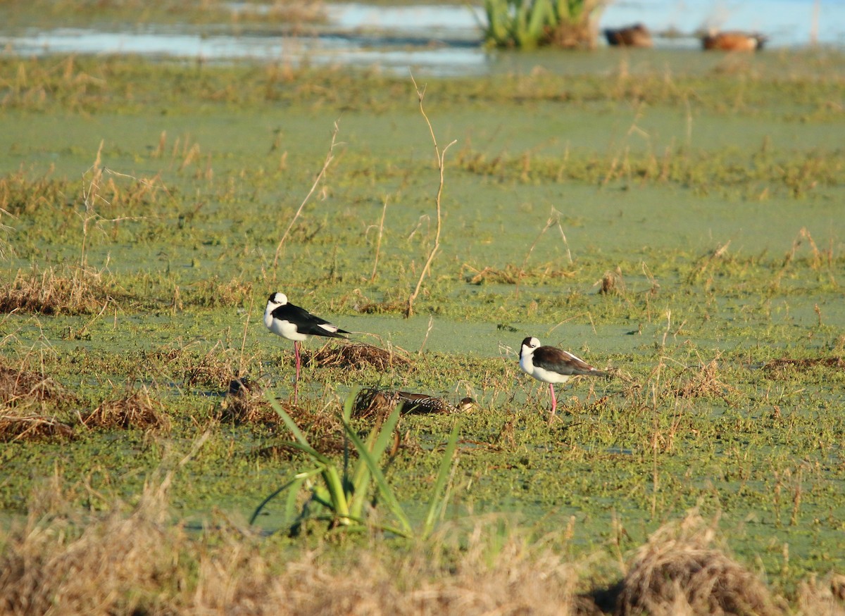 Black-necked Stilt - ML646582253