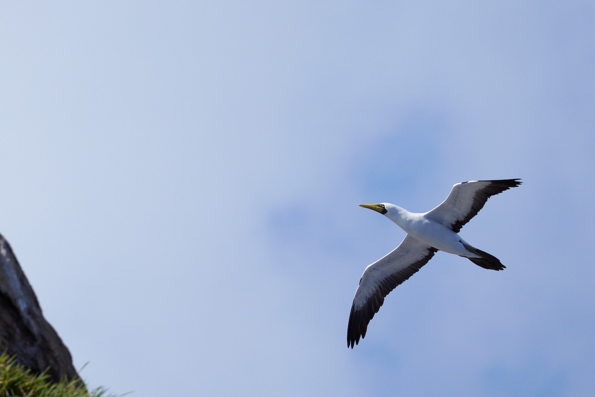 Masked Booby - ML646582254