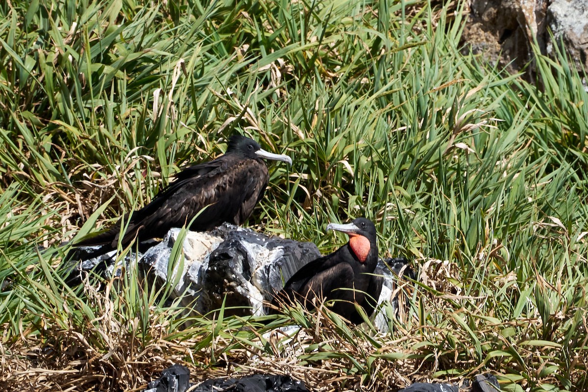 Great Frigatebird - ML646582257