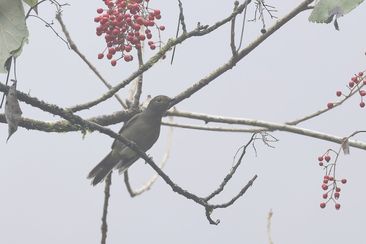 Taiwan Vivid Niltava - ML646582259