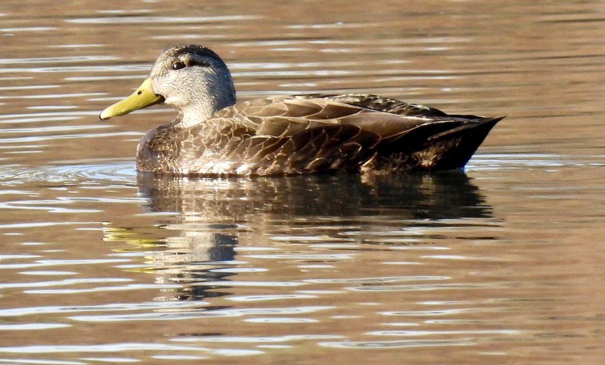 American Black Duck - ML646582260