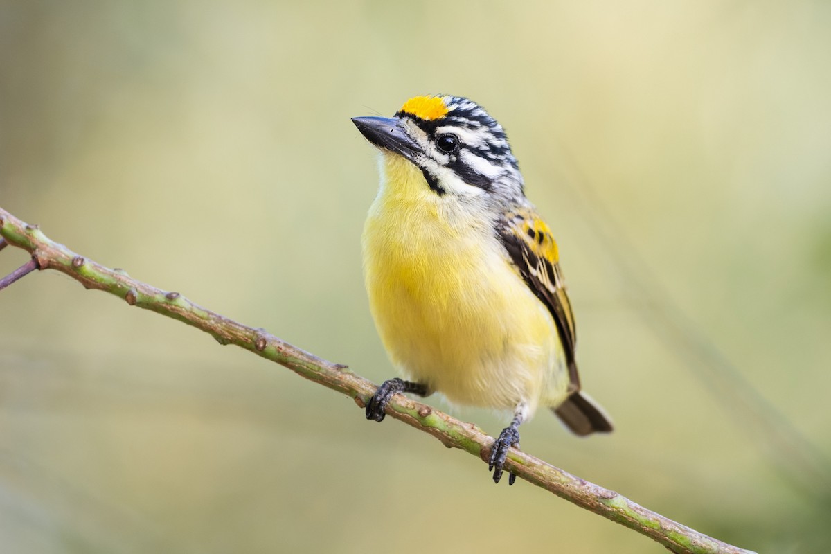 Barbudito Frentigualdo - ML646582267