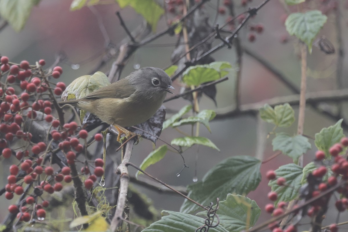Morrison's Fulvetta - ML646582268