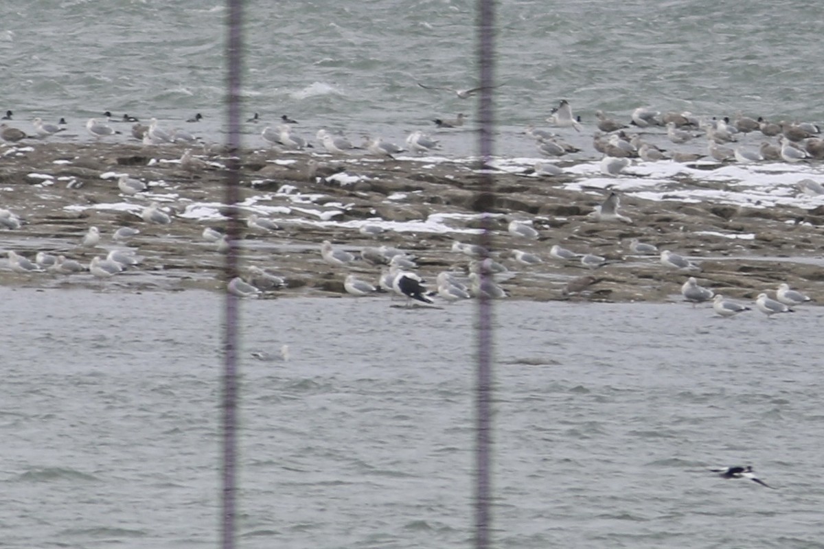 Great Black-backed Gull - ML646582269