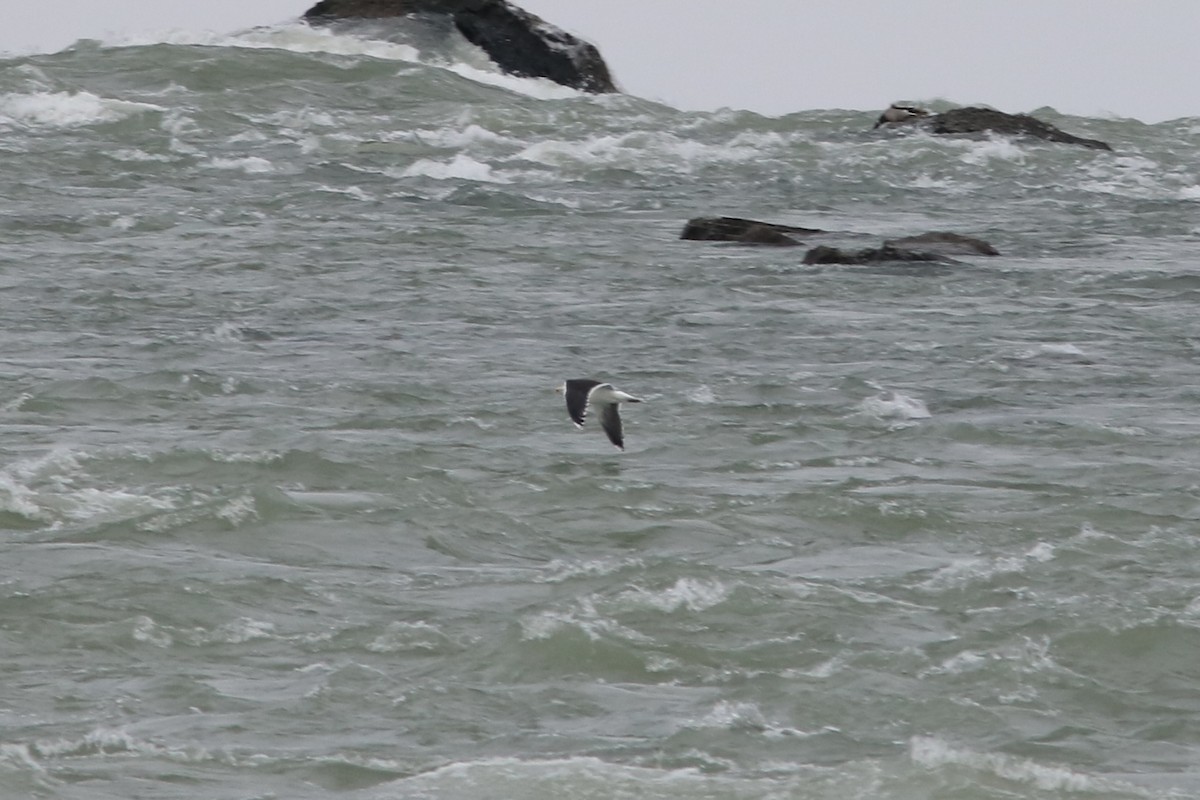 Great Black-backed Gull - ML646582270